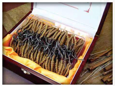 屏边冬虫夏草回收